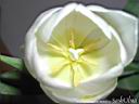 tulip16.jpg