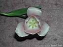 tulip20.jpg