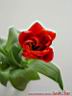 tulip22.jpg