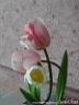 tulip23.jpg
