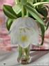 tulip24.jpg